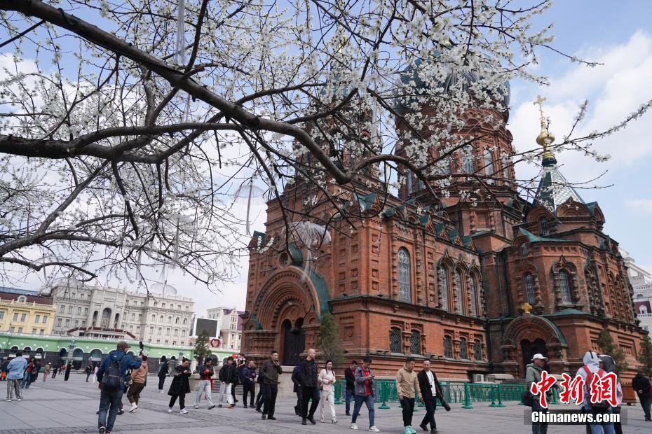 哈尔滨索菲亚广场桃花初放