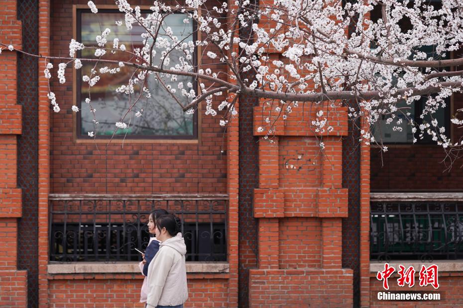 哈尔滨索菲亚广场桃花初放