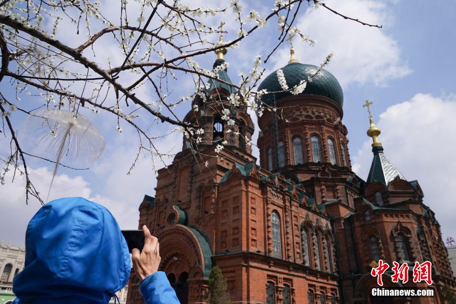 哈尔滨索菲亚广场桃花初放
