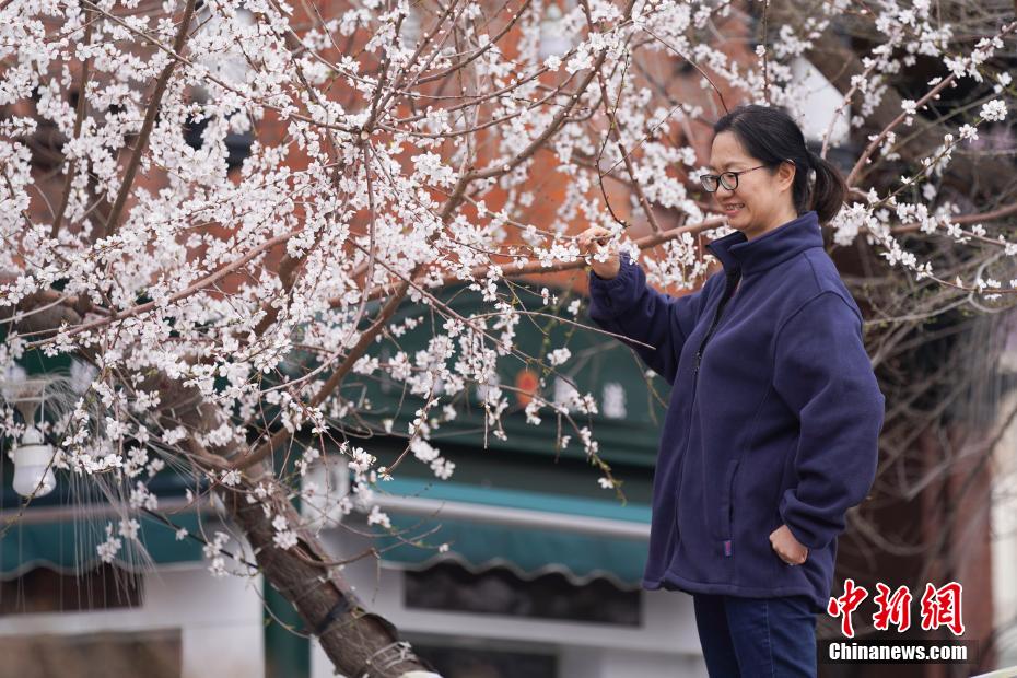 哈尔滨索菲亚广场桃花初放