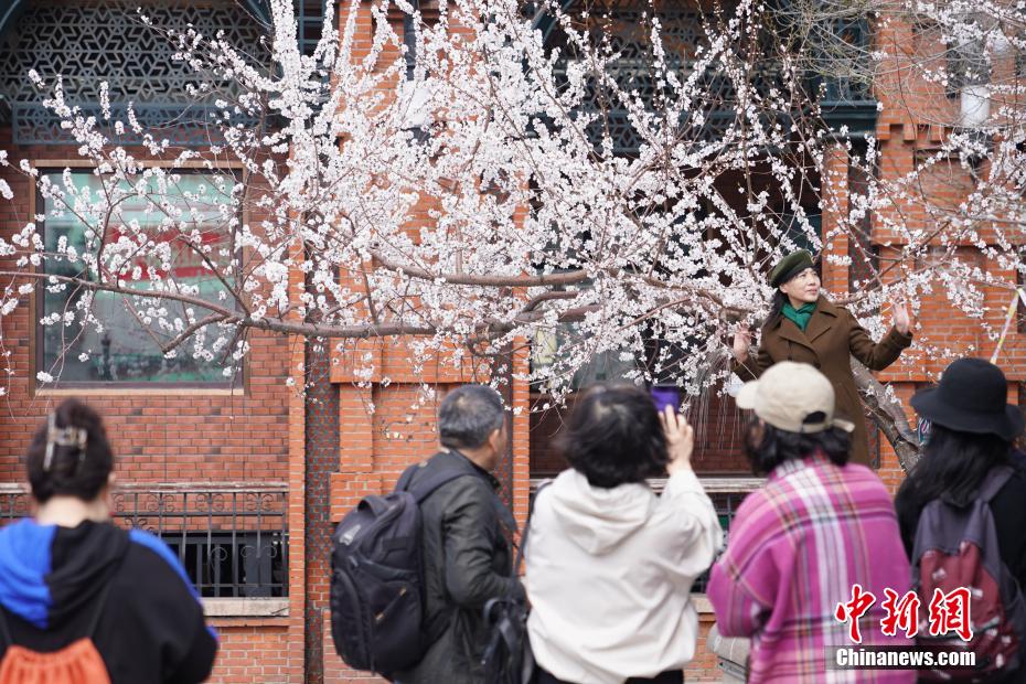 哈尔滨索菲亚广场桃花初放