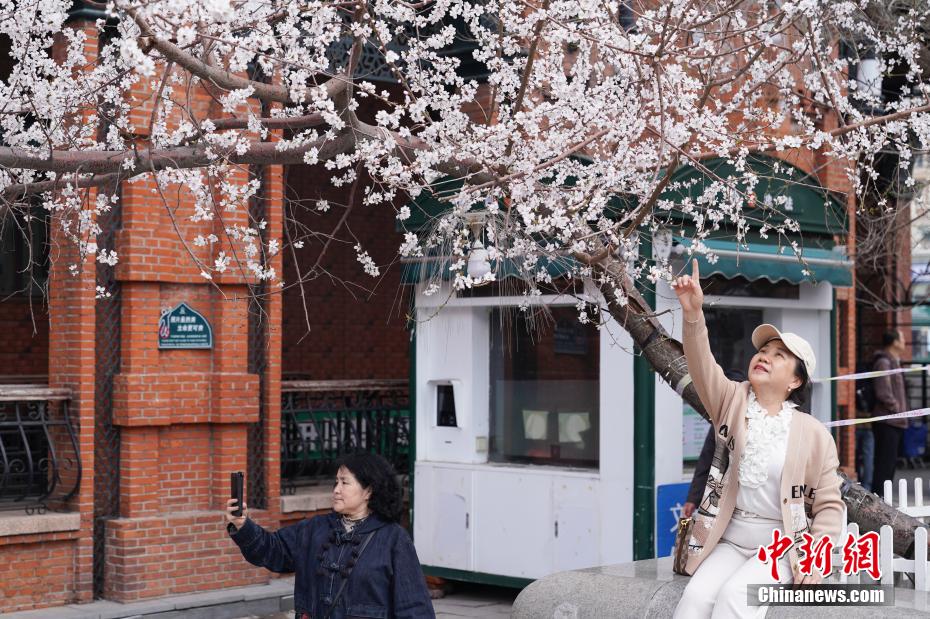 哈尔滨索菲亚广场桃花初放