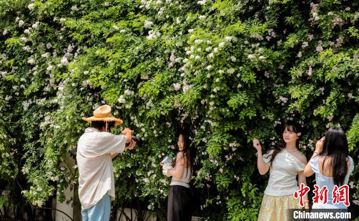 湖北武汉:百米蔷薇“花瀑”墙引民众争相打卡 湖北武汉:百米蔷薇“花瀑”墙引民众争相打卡