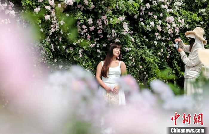 湖北武汉:百米蔷薇“花瀑”墙引民众争相打卡