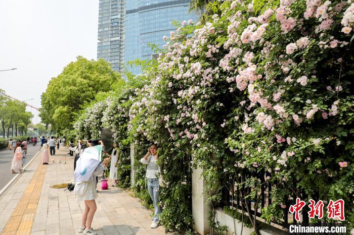 湖北武汉:百米蔷薇“花瀑”墙引民众争相打卡