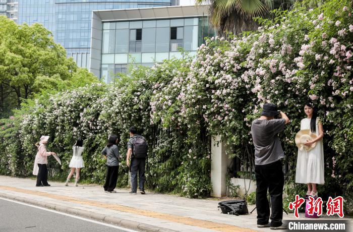 湖北武汉:百米蔷薇“花瀑”墙引民众争相打卡