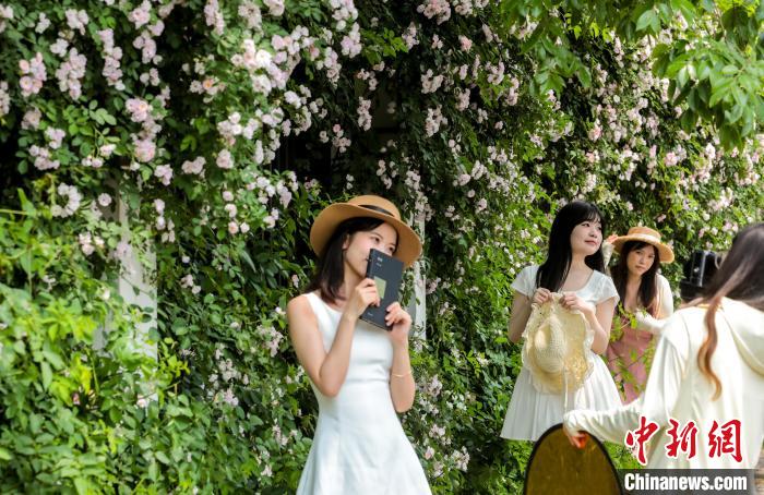 湖北武汉:百米蔷薇“花瀑”墙引民众争相打卡