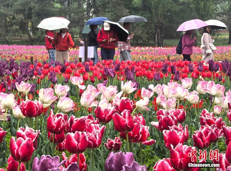 北京：国家植物园雨中花海景色迷人