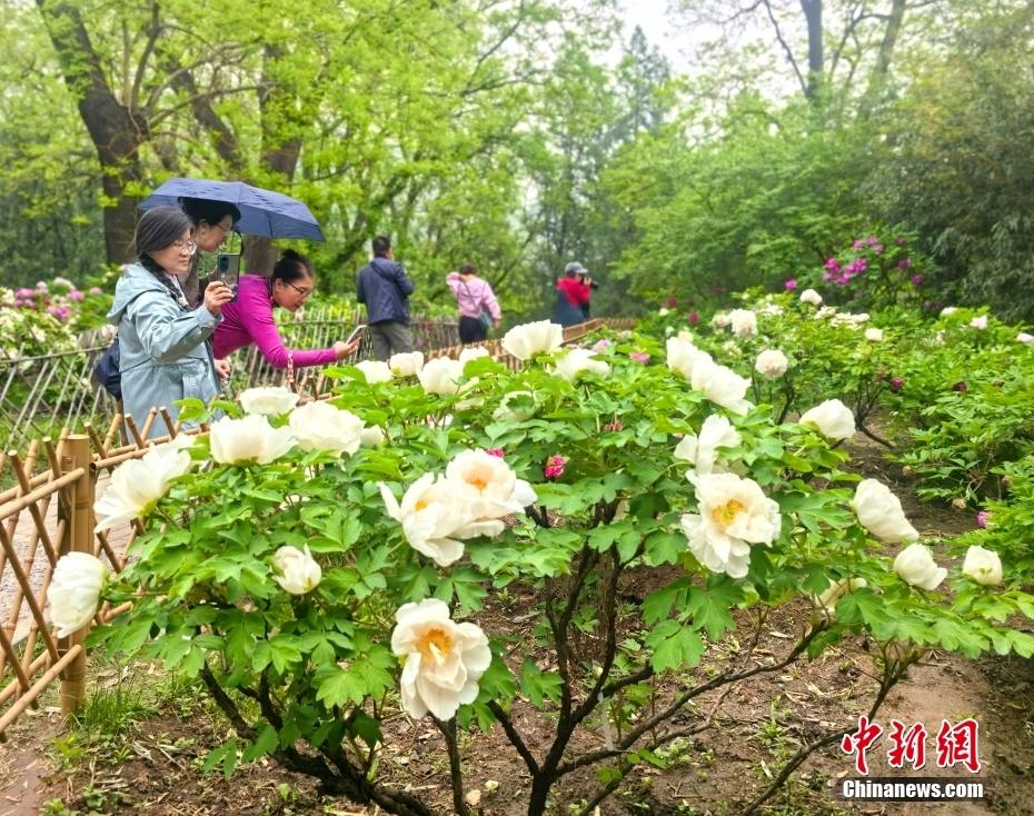北京：国家植物园雨中花海景色迷人