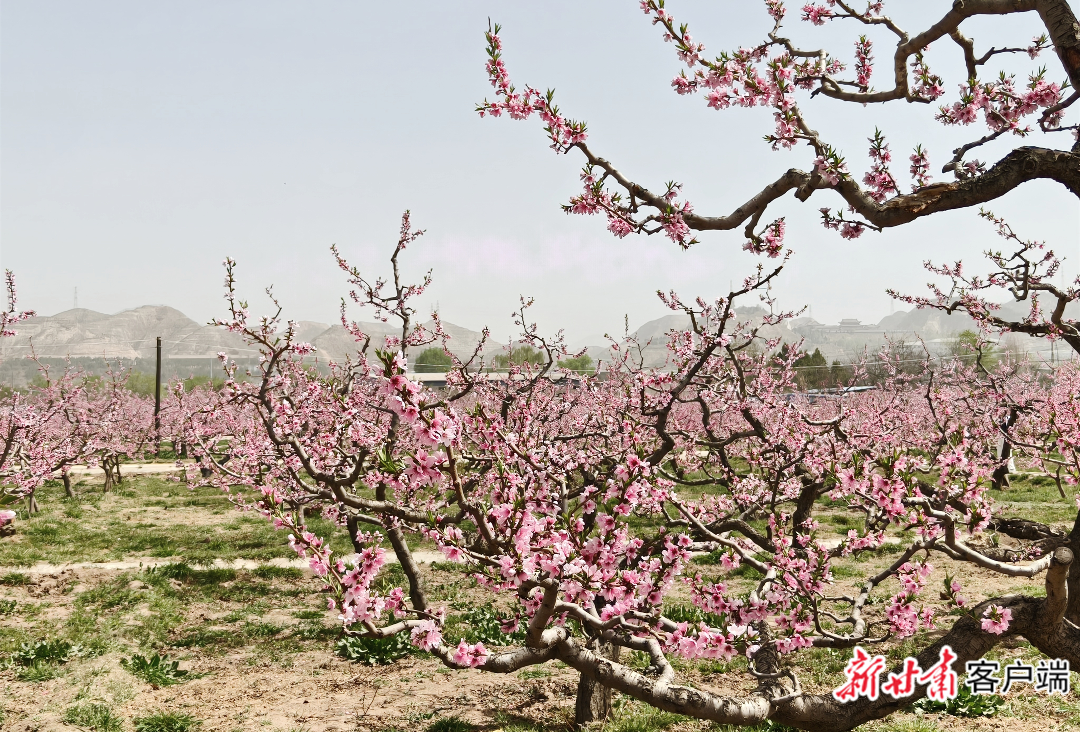 十里桃花始盛开!兰州市第42届桃花会开幕 十里桃花始盛开!兰州市第42届桃花会开幕