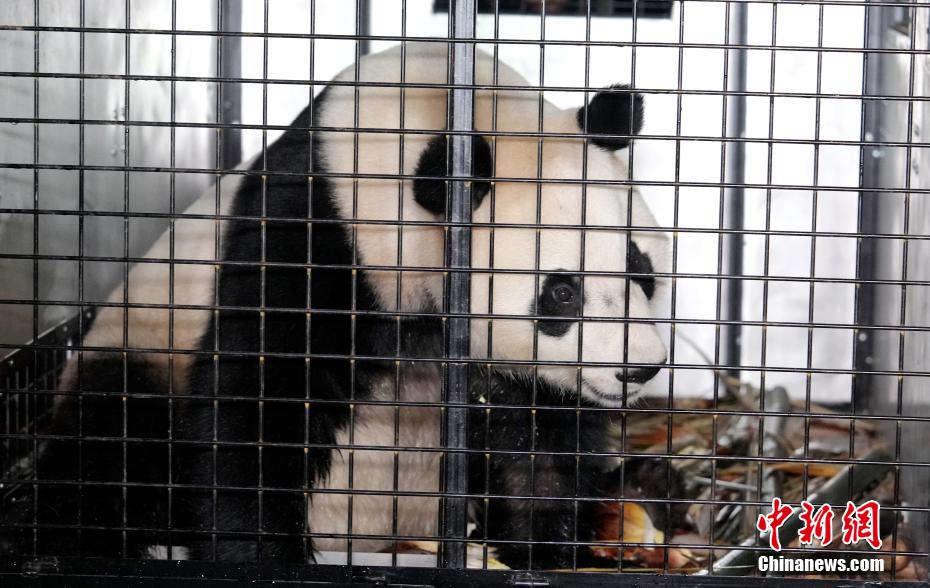 大熊猫“荷风”“兰韵”启程赴奥地利旅居
