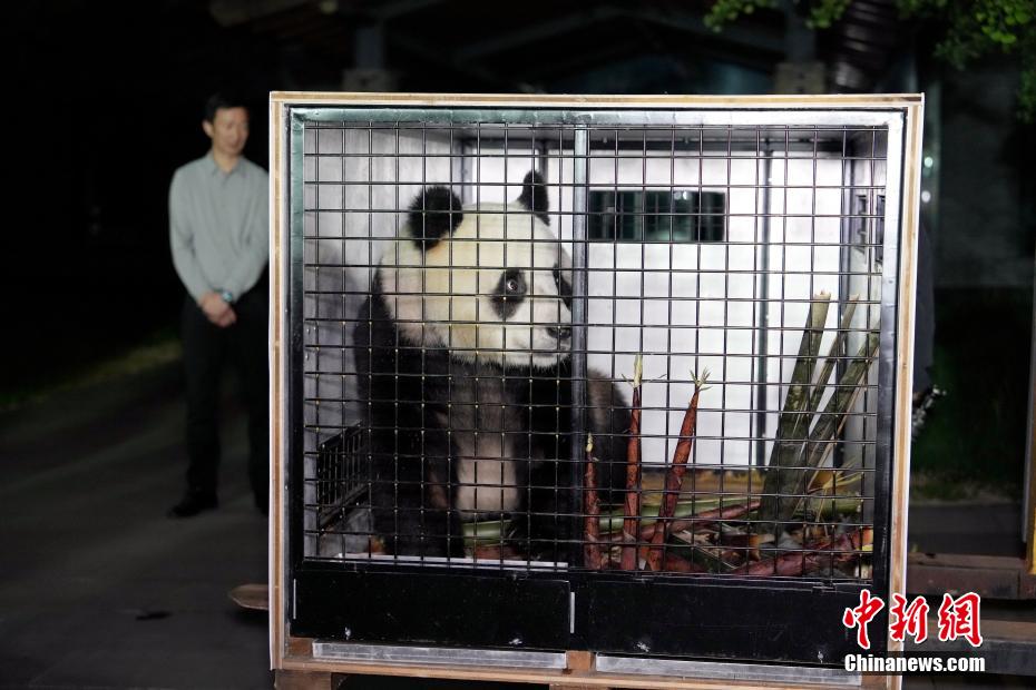 大熊猫“荷风”“兰韵”启程赴奥地利旅居
