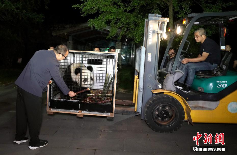 大熊猫“荷风”“兰韵”启程赴奥地利旅居
