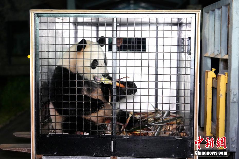大熊猫“荷风”“兰韵”启程赴奥地利旅居
