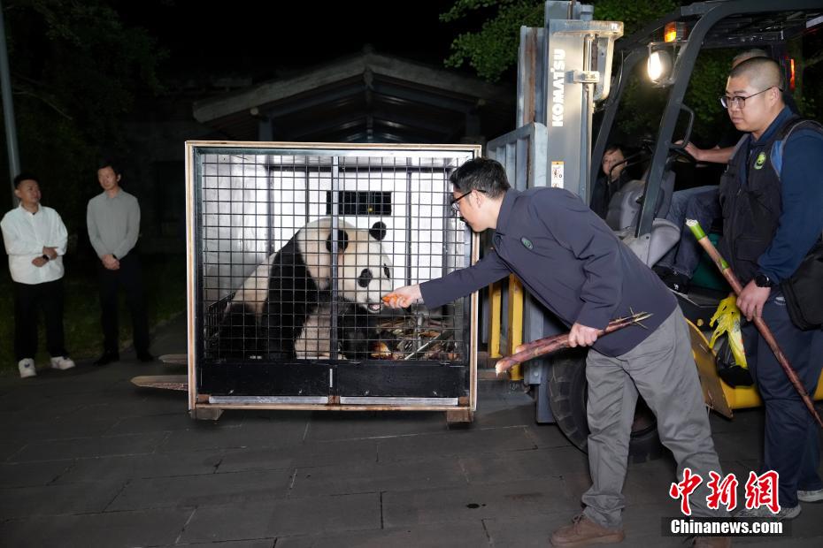 大熊猫“荷风”“兰韵”启程赴奥地利旅居
