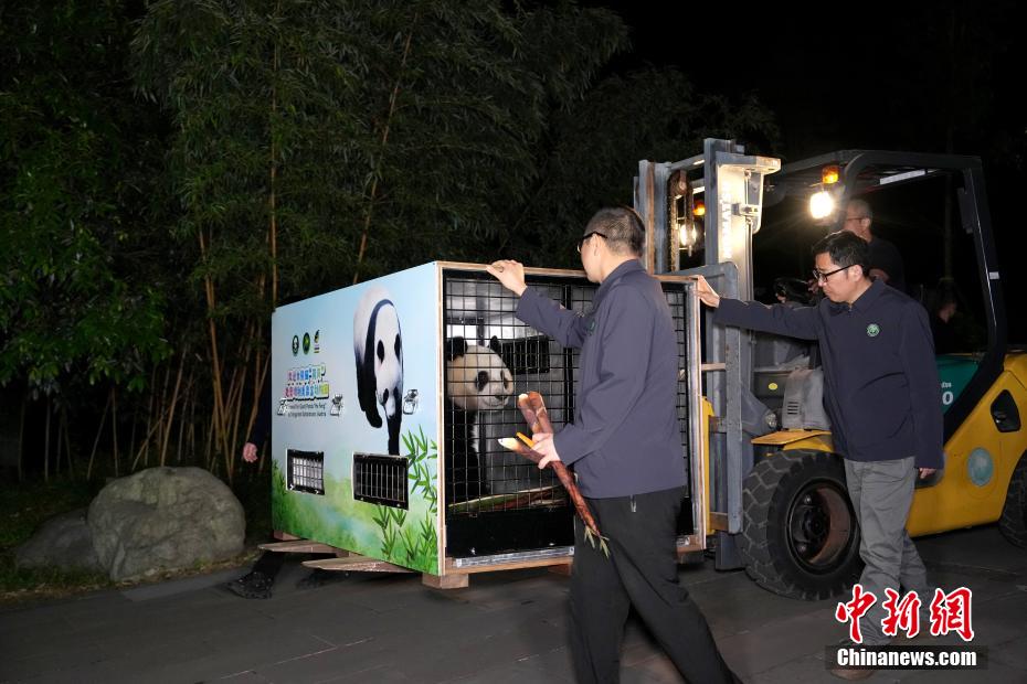 大熊猫“荷风”“兰韵”启程赴奥地利旅居