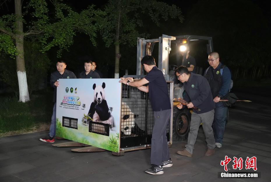 大熊猫“荷风”“兰韵”启程赴奥地利旅居