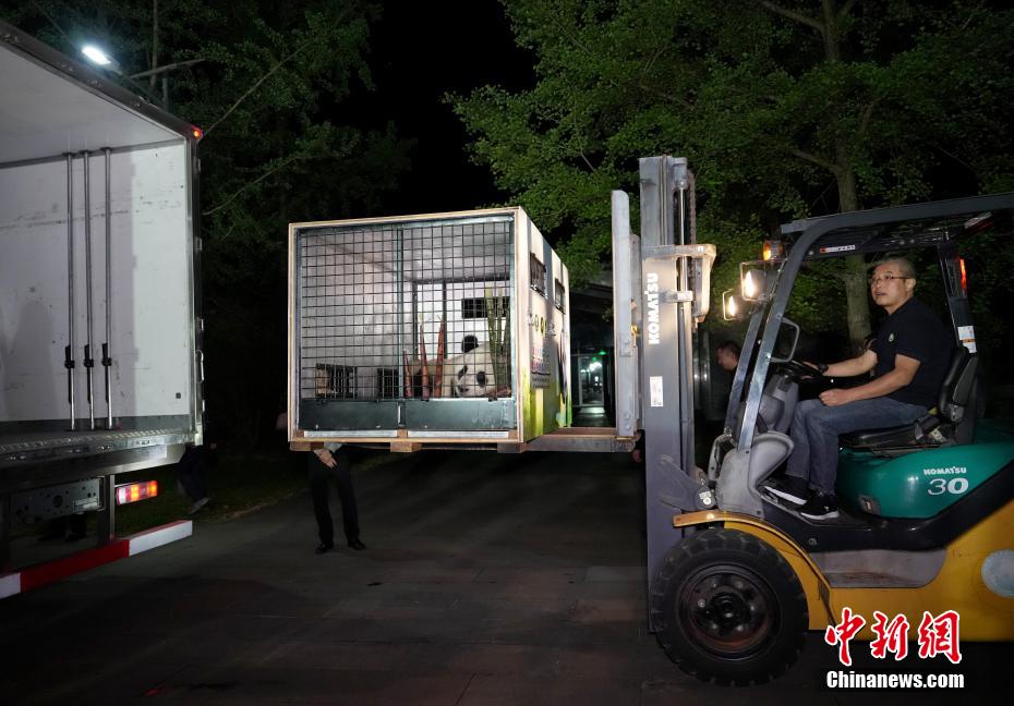 大熊猫“荷风”“兰韵”启程赴奥地利旅居