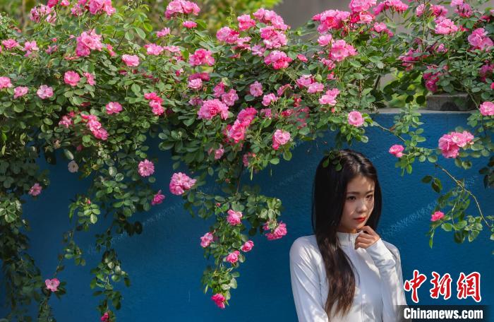 暮春时节 南京街头巷尾花卉植被攀上墙头美丽“上线” 暮春时节南京街头巷尾花卉植被攀上墙头美丽“上线”
