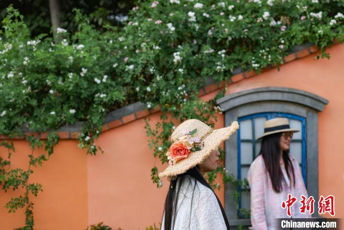 暮春时节 南京街头巷尾花卉植被攀上墙头美丽“上线”
