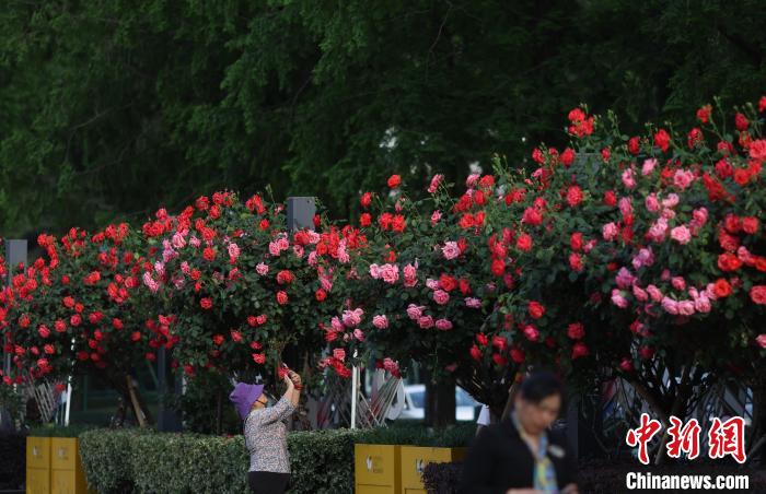 暮春时节 南京街头巷尾花卉植被攀上墙头美丽“上线”