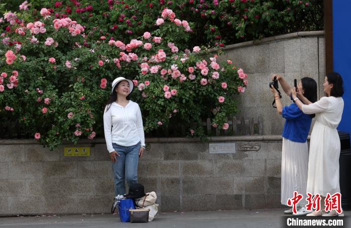 暮春时节 南京街头巷尾花卉植被攀上墙头美丽“上线”
