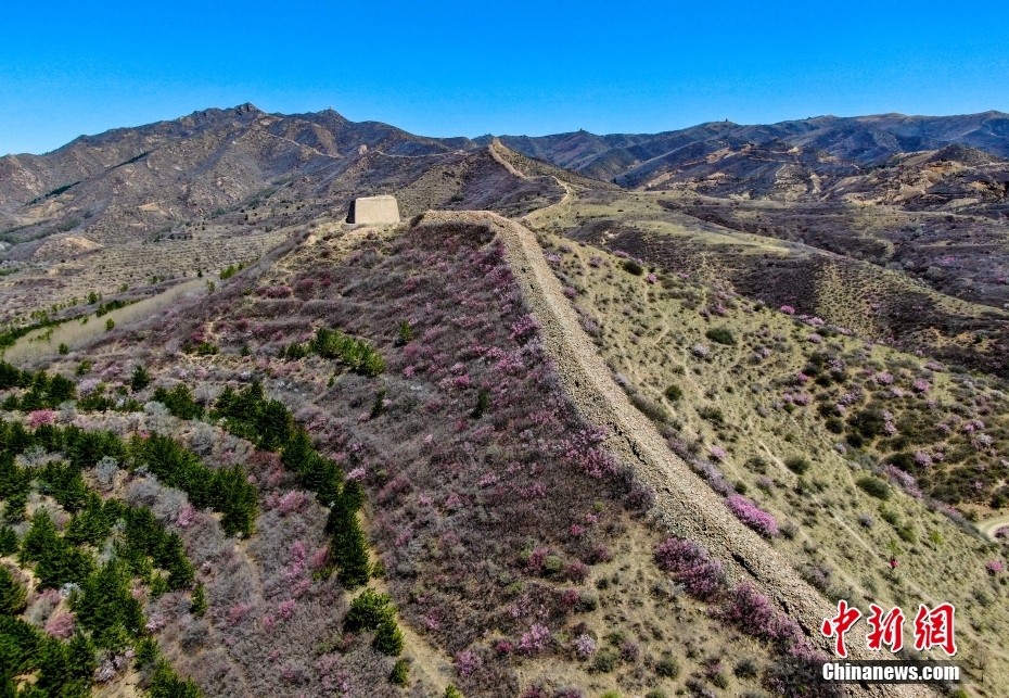 河北青边口长城榆叶梅盛放
