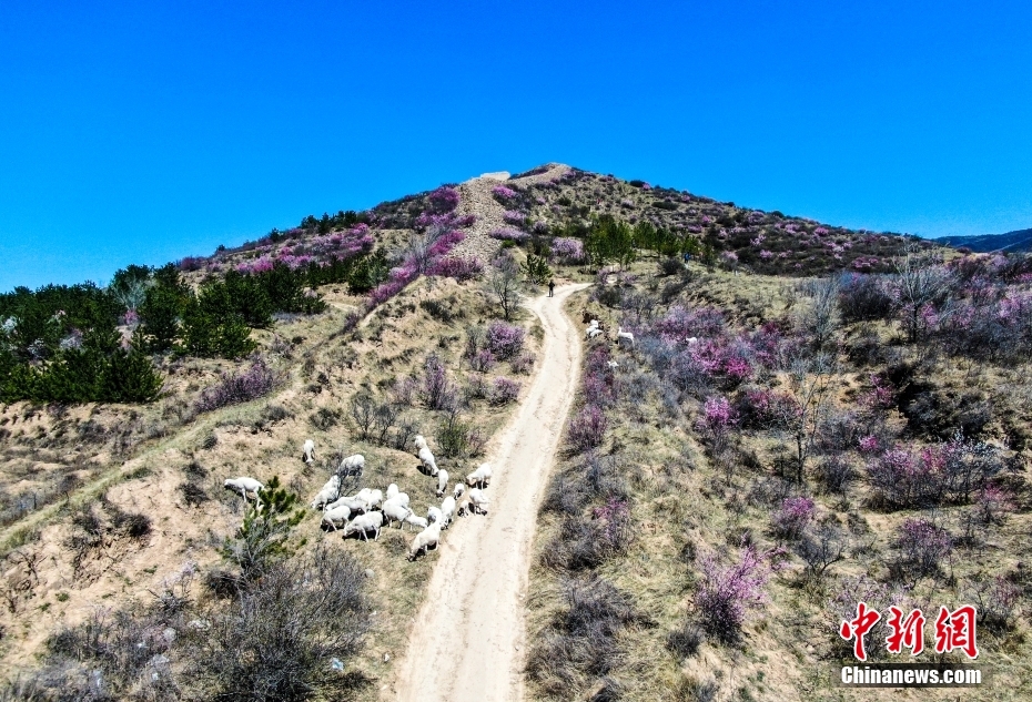 河北青边口长城榆叶梅盛放