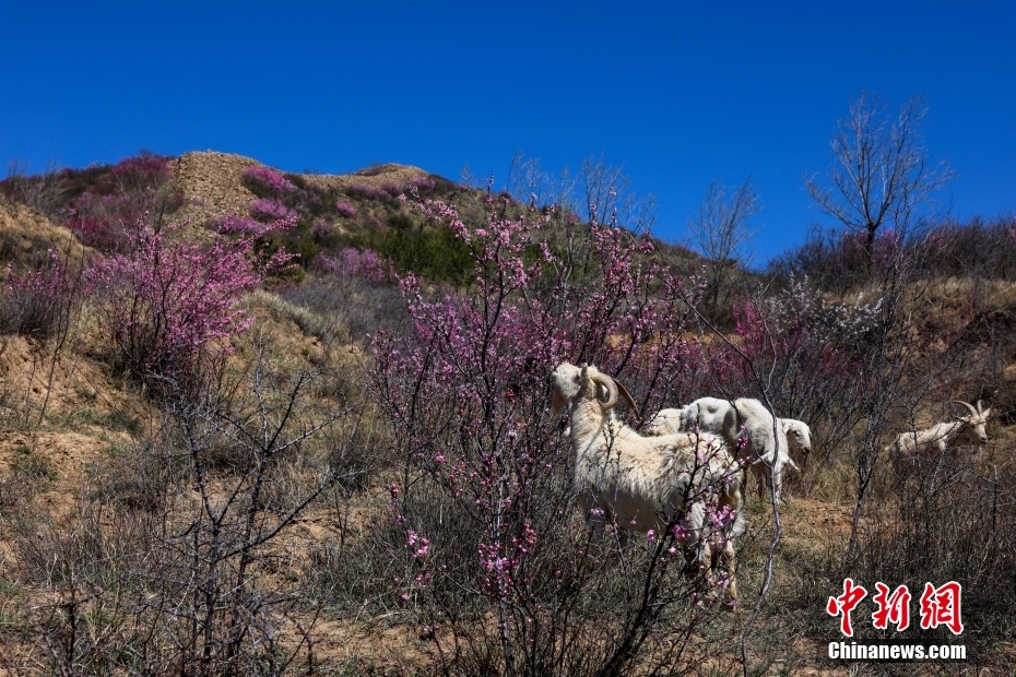 河北青边口长城榆叶梅盛放