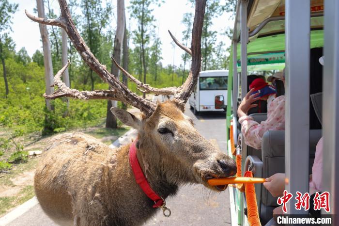 走进黄海之滨邂逅麋鹿
