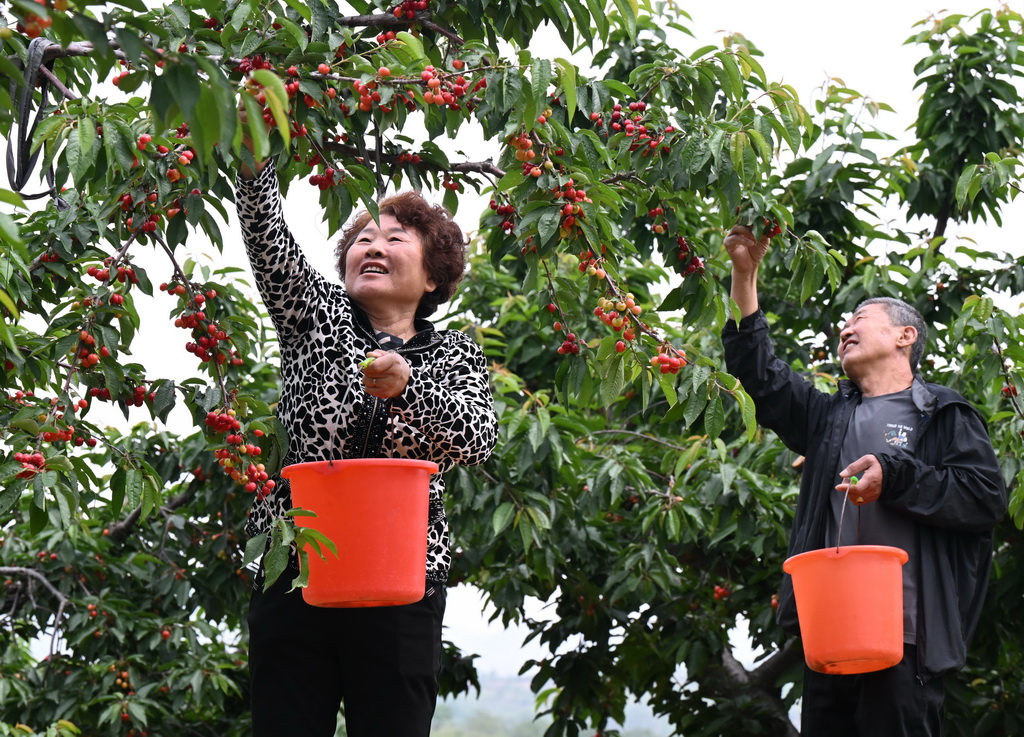 河北赞皇:深入推进文旅融合发展 5月7日,游客在赞皇县鲍家滩樱桃种植基地采摘樱桃。