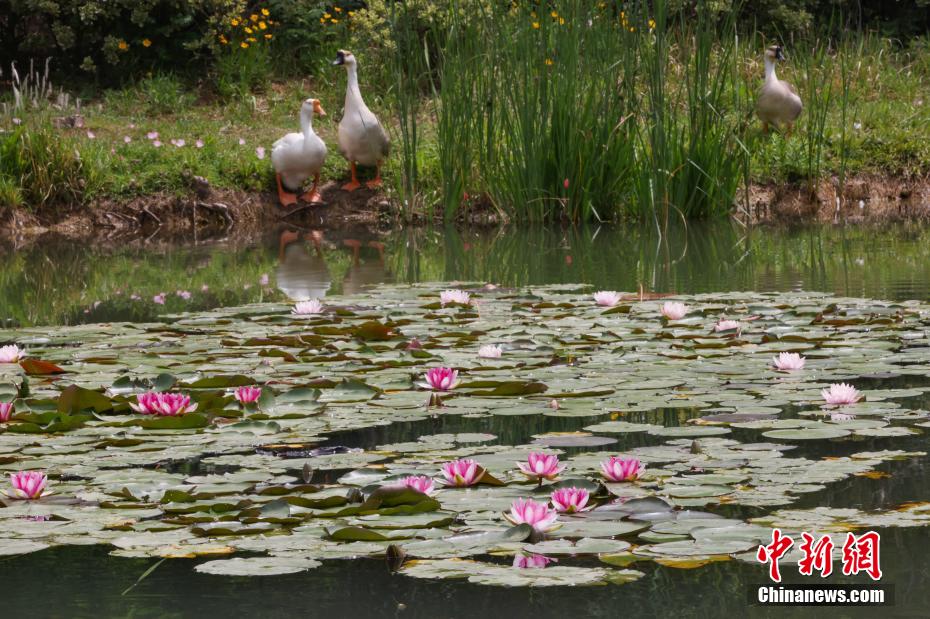 如梦似幻 南京紫金山燕雀湖睡莲初开美如画卷