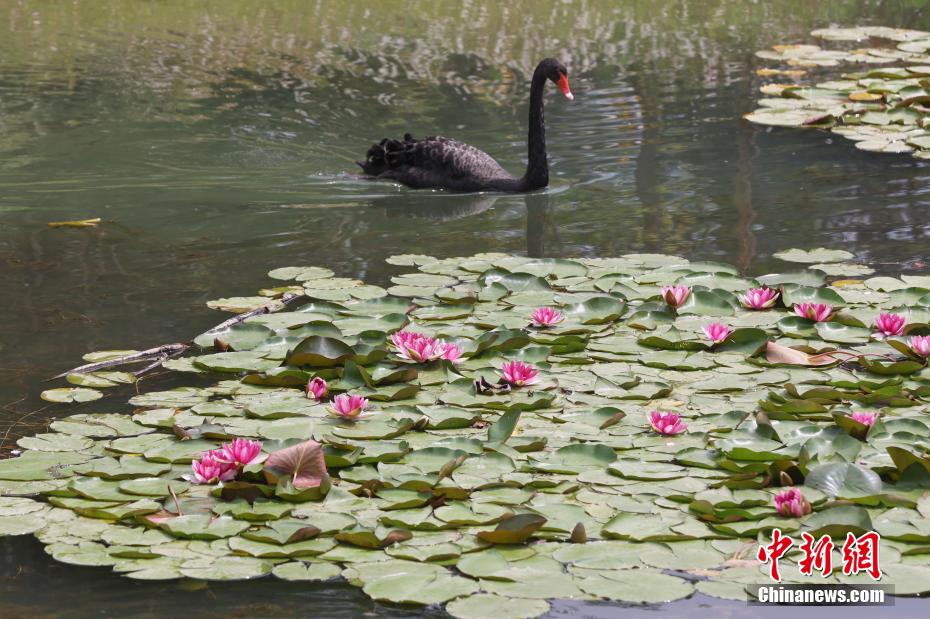 如梦似幻 南京紫金山燕雀湖睡莲初开美如画卷 如梦似幻 南京紫金山燕雀湖睡莲初开美如画卷