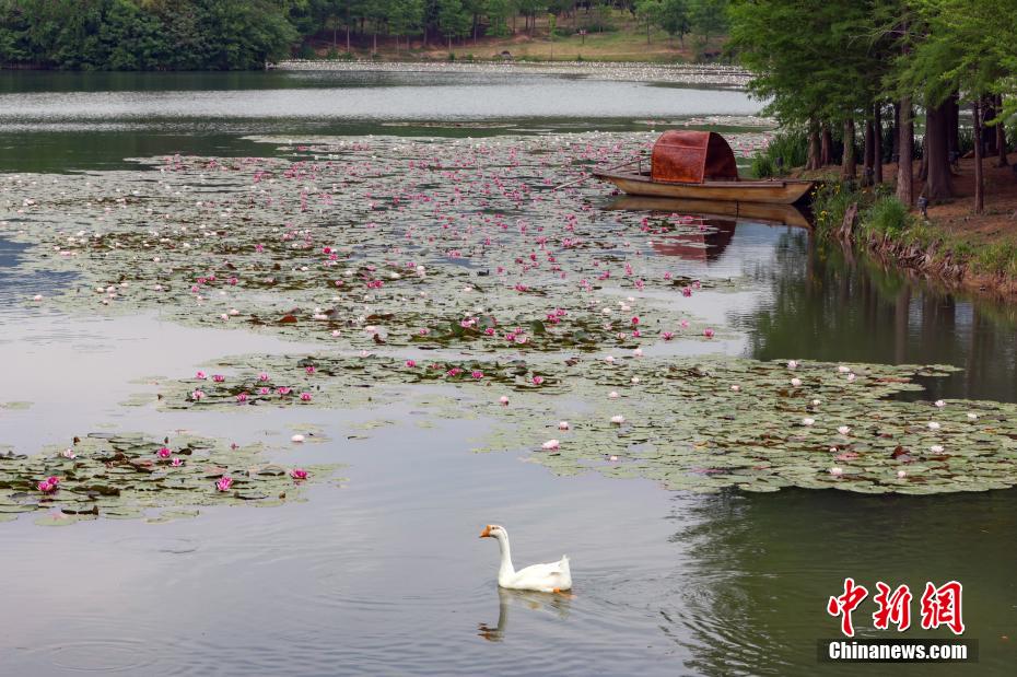如梦似幻 南京紫金山燕雀湖睡莲初开美如画卷