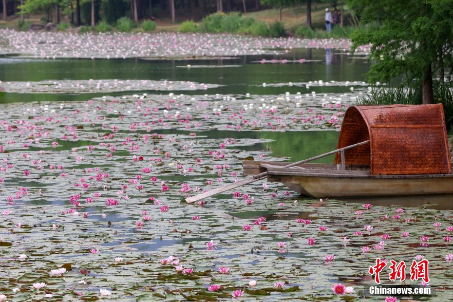 如梦似幻 南京紫金山燕雀湖睡莲初开美如画卷 如梦似幻 南京紫金山燕雀湖睡莲初开美如画卷