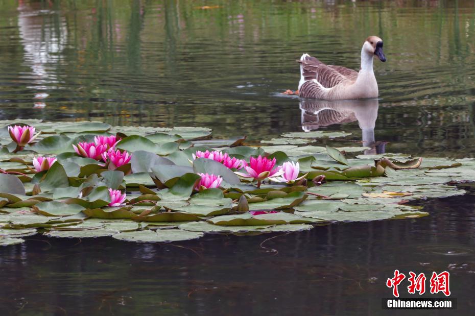 如梦似幻 南京紫金山燕雀湖睡莲初开美如画卷