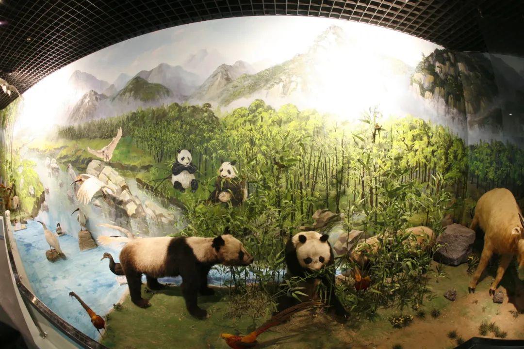 丝路起点上的馆藏智慧!陕西七所高校带你探秘→