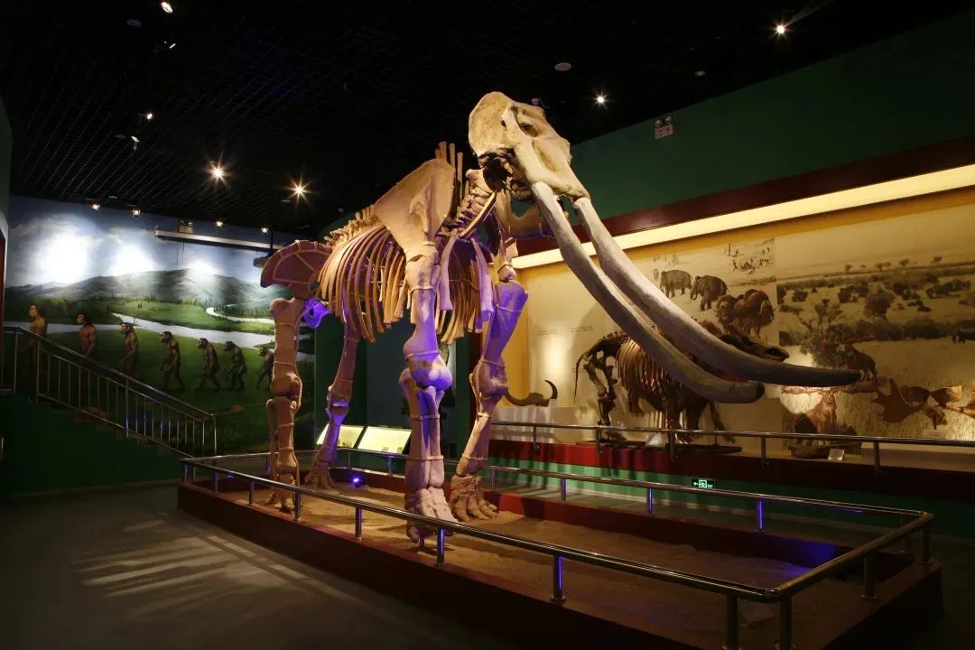 丝路起点上的馆藏智慧!陕西七所高校带你探秘→