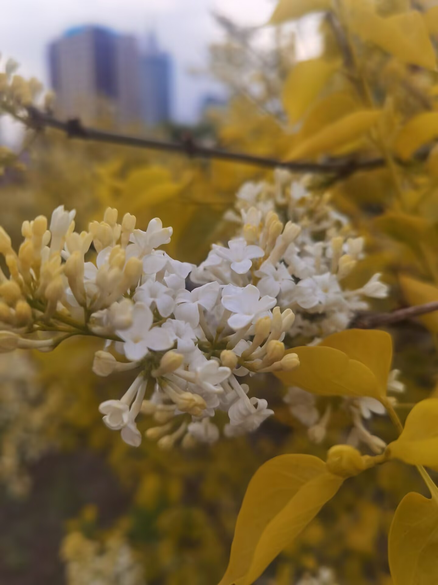 最美冰城五月间（三首）