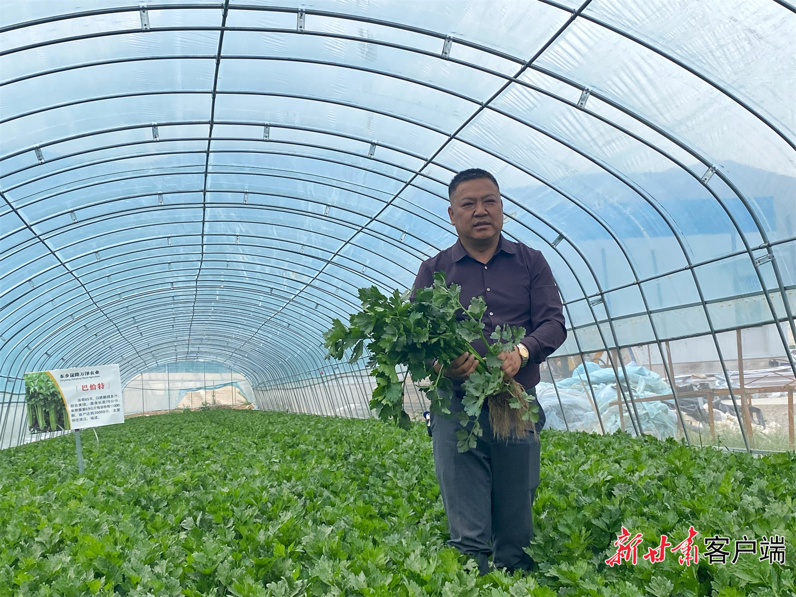 【强信心 看发展·招商引资拼落地】“政府的支持是我们做好企业的最大动力”——东乡县五家乡设施农业高原夏菜示范基地生产见闻