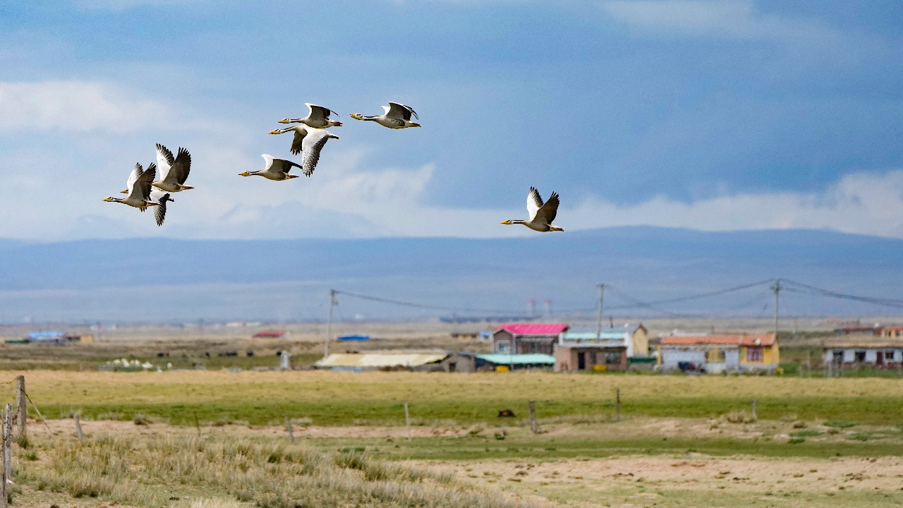 水鸟翔集 青海湖迎来鸟类繁殖高峰