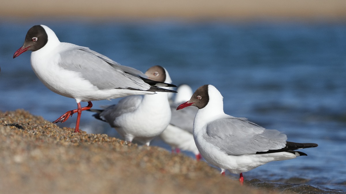水鸟翔集 青海湖迎来鸟类繁殖高峰