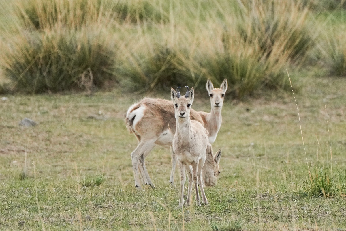 水鸟翔集 青海湖迎来鸟类繁殖高峰