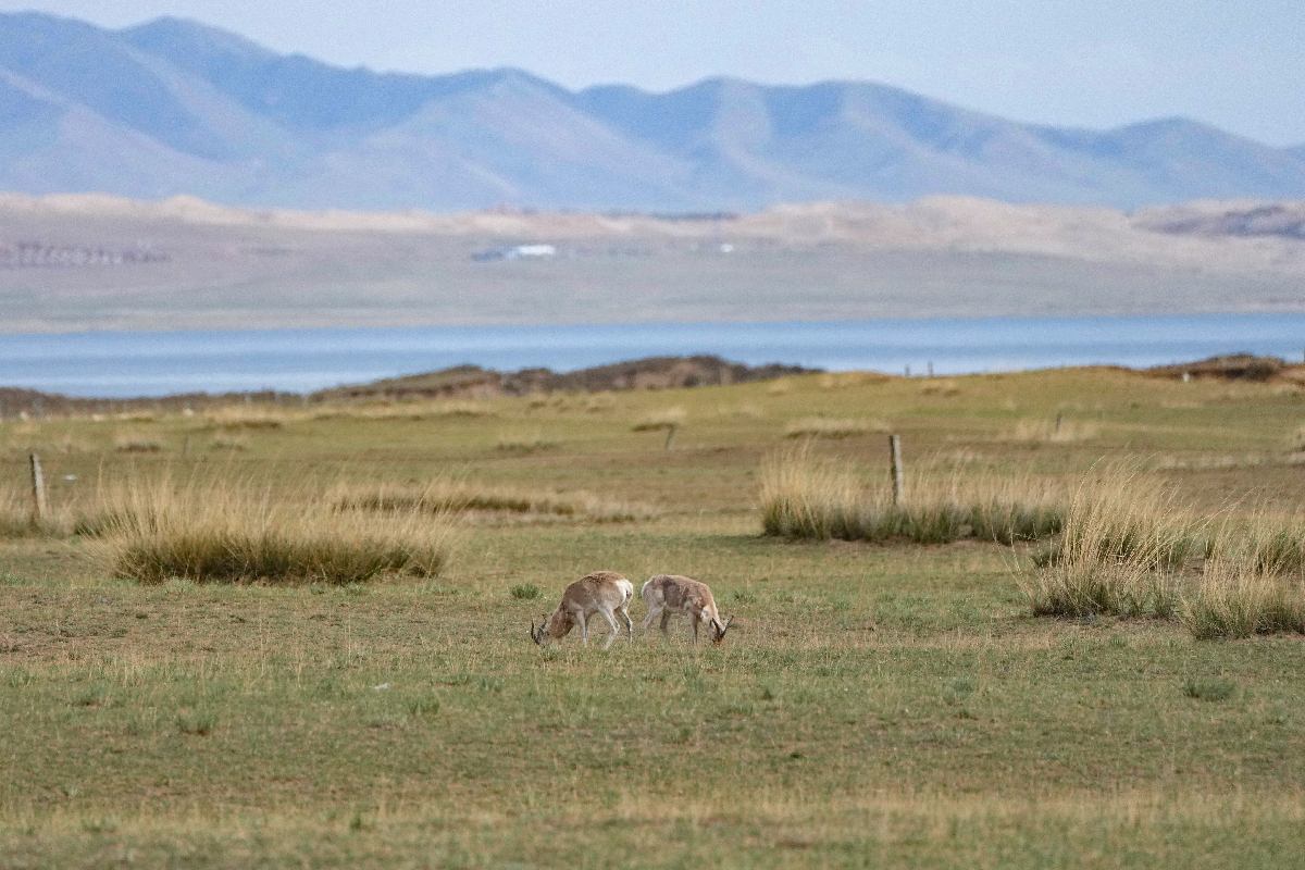 水鸟翔集 青海湖迎来鸟类繁殖高峰