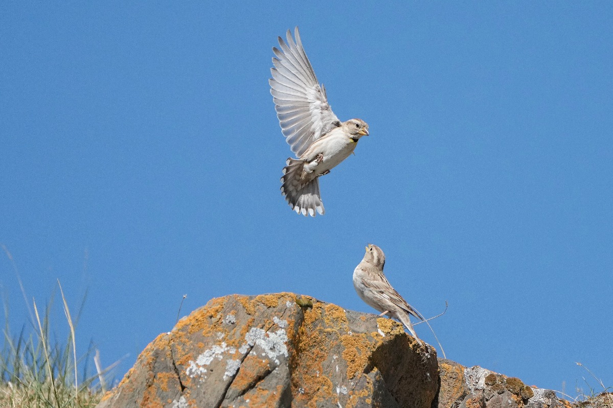 水鸟翔集 青海湖迎来鸟类繁殖高峰