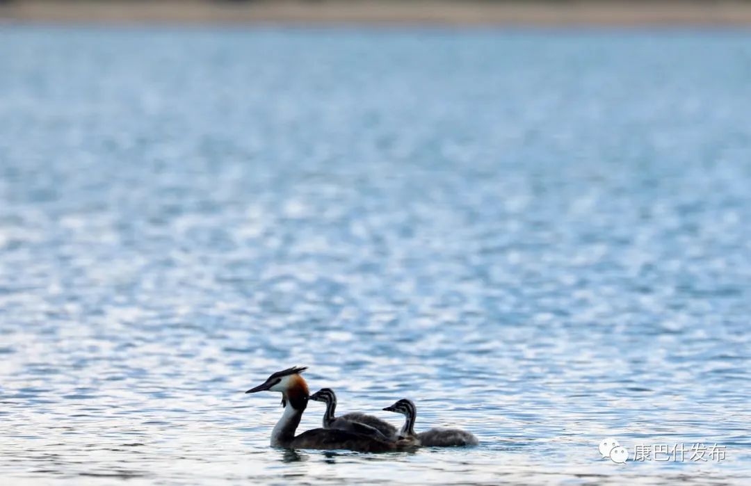 在康巴什看河畅水清鸟翩跹