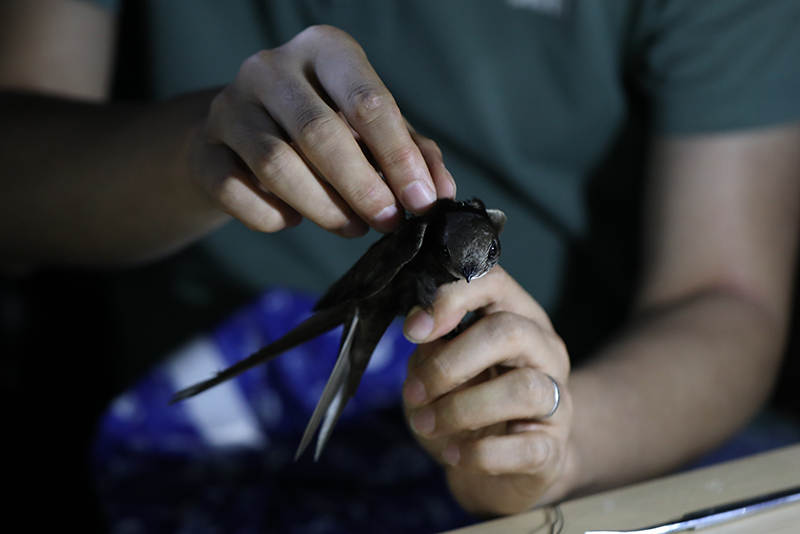 北京雨燕数量已超万只 107只完成年度“体检”