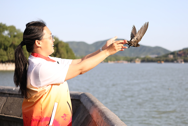 北京雨燕数量已超万只 107只完成年度“体检”
