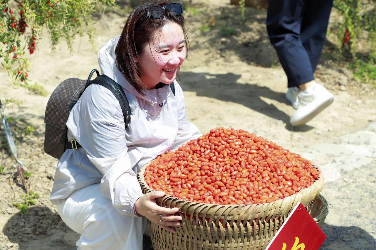 宁夏：贺兰山下枸杞红了