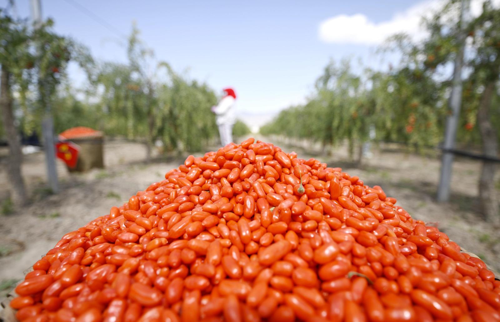 政见 | 宁夏：身在内陆，心向大海